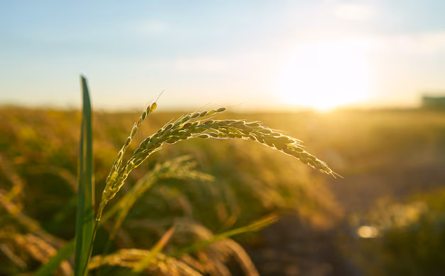 Agriculture